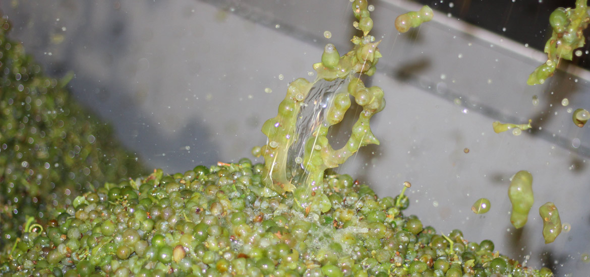 resveratrol en los vinos ecológicos caraballas verdejo