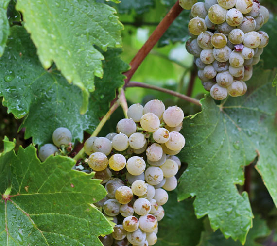 entorno y viñedos finca las caraballas uva verdejo ecológico